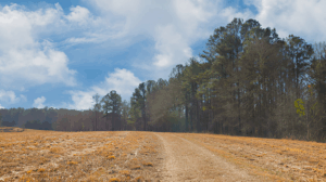 BHH Land Clearing | Choosing a Land Clearing Company Near Me: Georgia Regions Compared Clearing Company