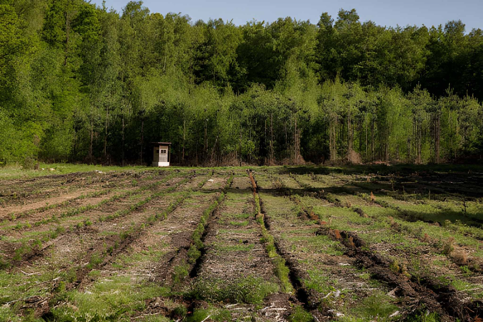 BHH Land Clearing | Small Food Plots for Deer in Georgia: Smart, Low-Cost Ways to Improve Habitat and Attraction Small Food Plots for Deer